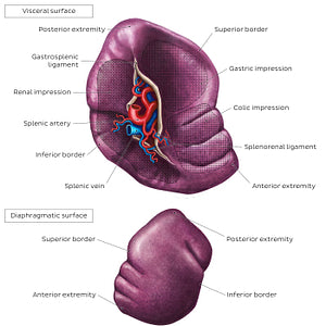 Surface anatomy of the spleen (English)