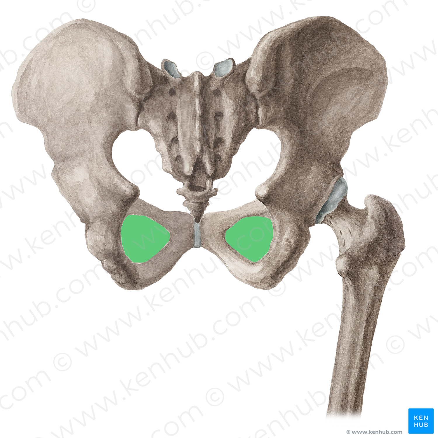 Obturator foramen of hip bone (#16063)