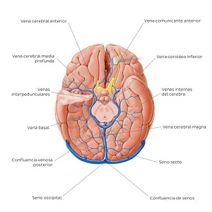 Cerebral veins - basal view (Spanish)