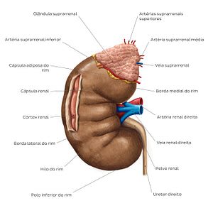 Overview of the kidney (Portuguese)