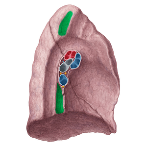 Esophageal impression of left lung (#21351)