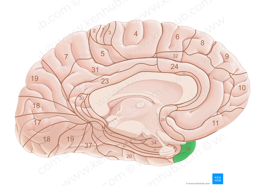 Brodmann area 38 (#18047)