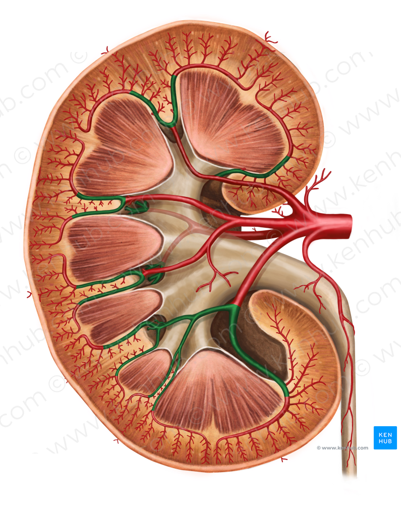 Interlobar arteries of kidney (#1159)