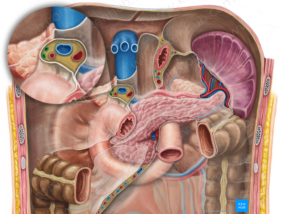 Hepatic duct (#3317)