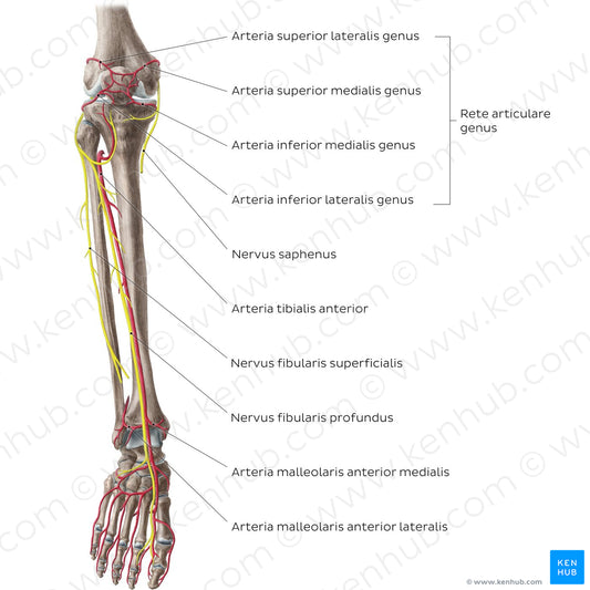 Neurovasculature of the leg and knee (anterior view) (Latin)