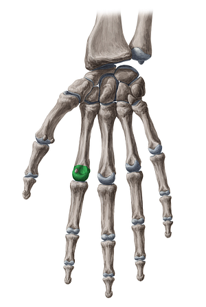 Head of 2nd metacarpal bone (#2427)