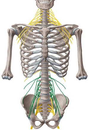 Lumbar plexus (#8004)