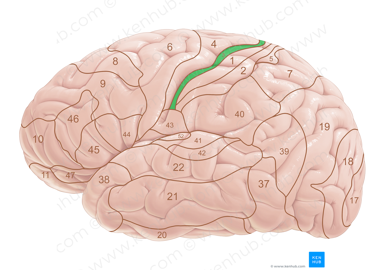 Brodmann area 3 (#18005)