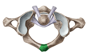 Posterior tubercle of atlas (#9750)