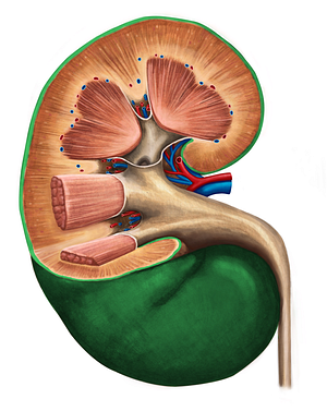 Renal capsule (#2364)