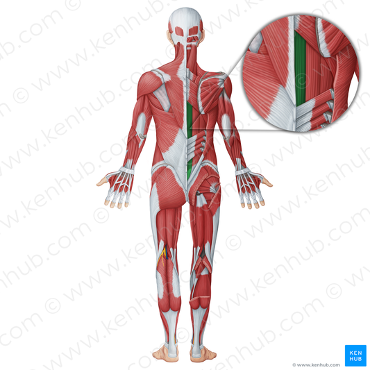 Spinalis muscle (#18748)