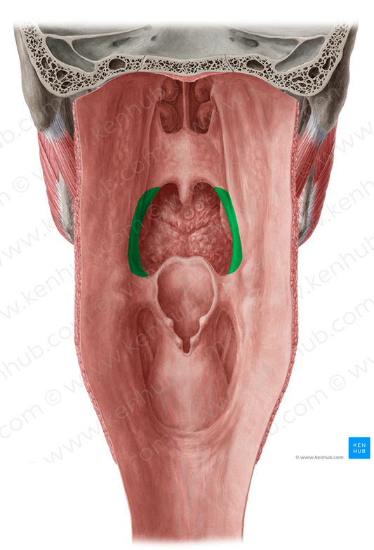 Palatopharyngeal arch (#839)