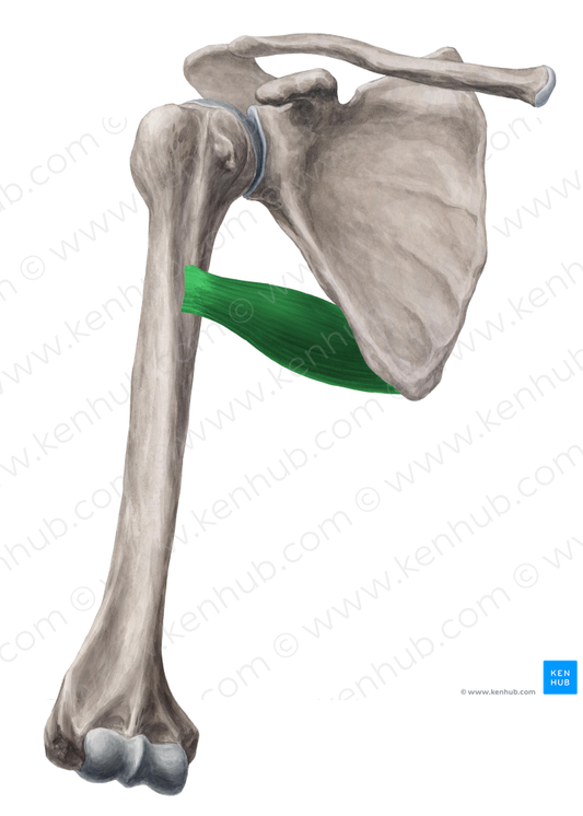 Teres major muscle (#6081)