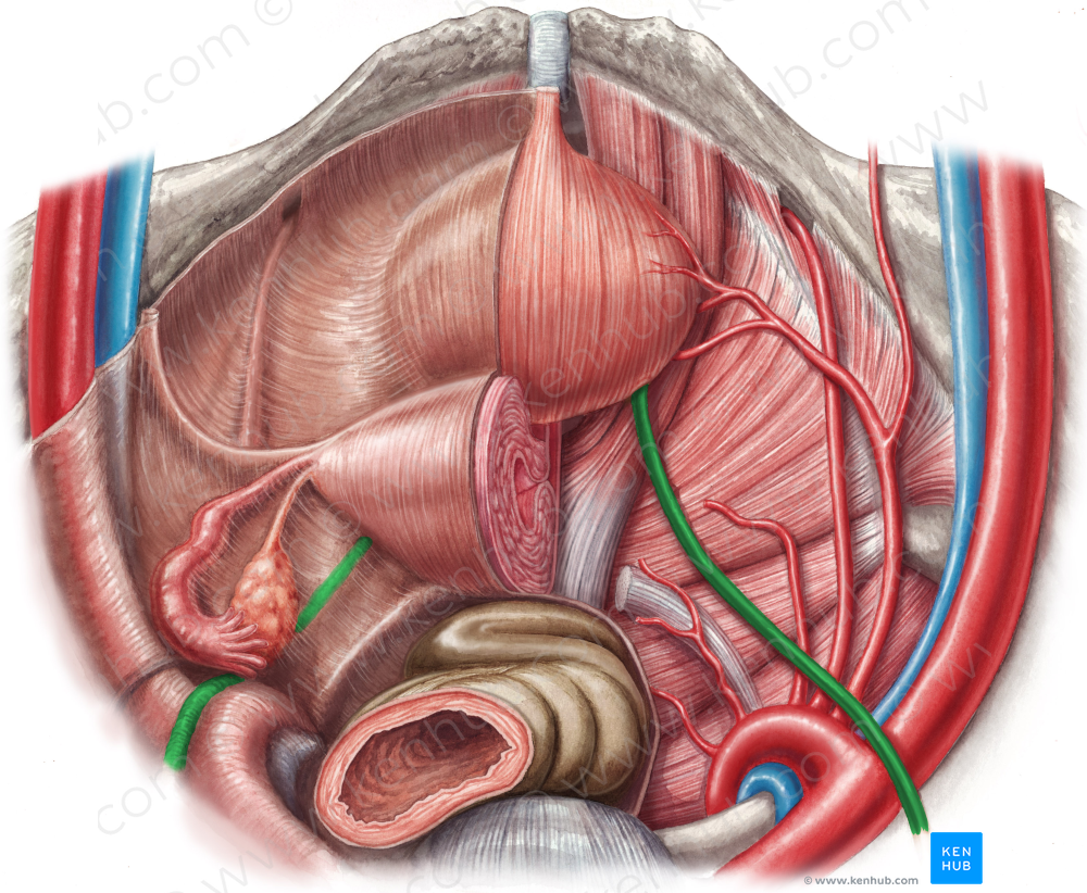 Pelvic part of ureter (#7756)