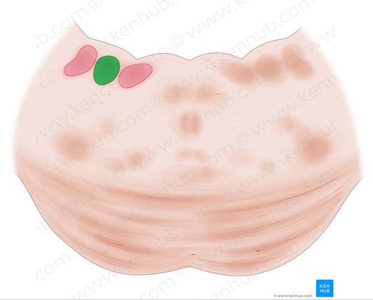 Lateral vestibular nucleus (#7272)