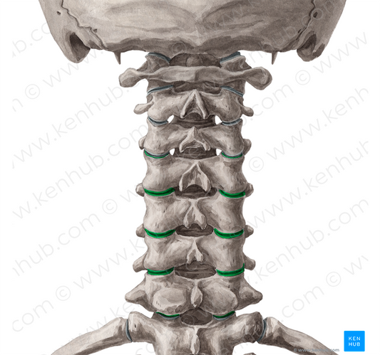 Articular processes of vertebrae C4-C7 (#8164)