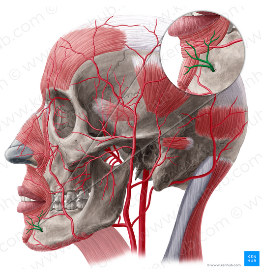 Mental branch of inferior alveolar artery (#8739)