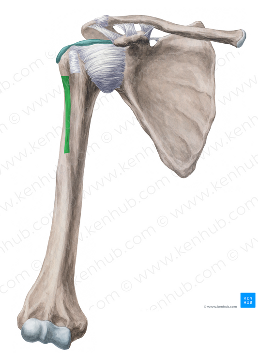 Crest of greater tubercle of humerus (#3140)