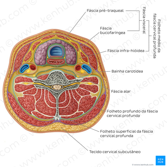 Cervical fascia (Portuguese)