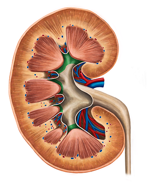 Minor renal calices (#2293)