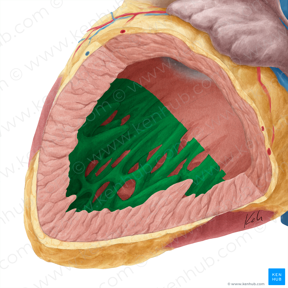 Trabeculae carneae (#9497)