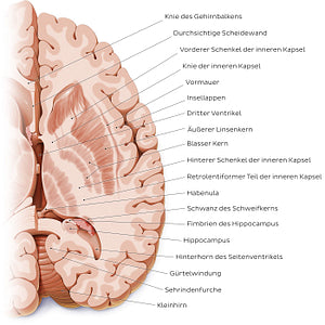 Horizontal section of the brain: Section B (German)