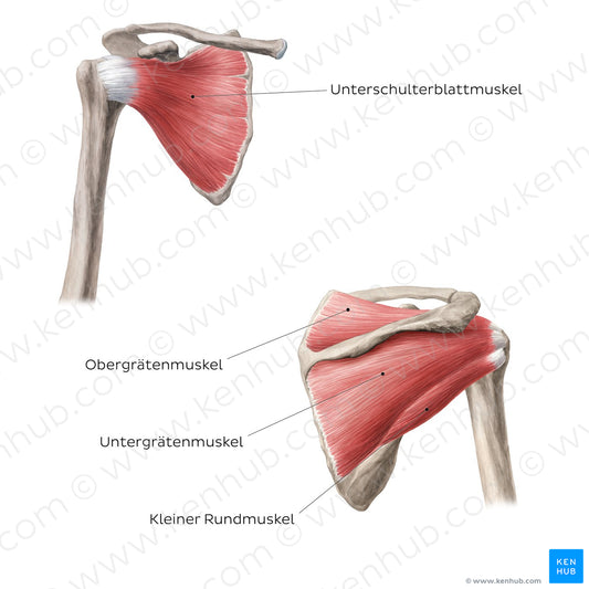 Rotator cuff - anterior and posteror views (German)