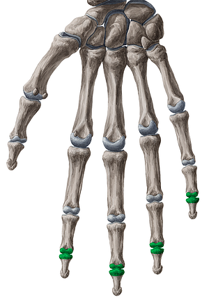 Distal interphalangeal joints of 2nd-5th fingers (#2043)