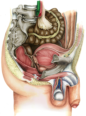 Right common iliac vein (#10288)