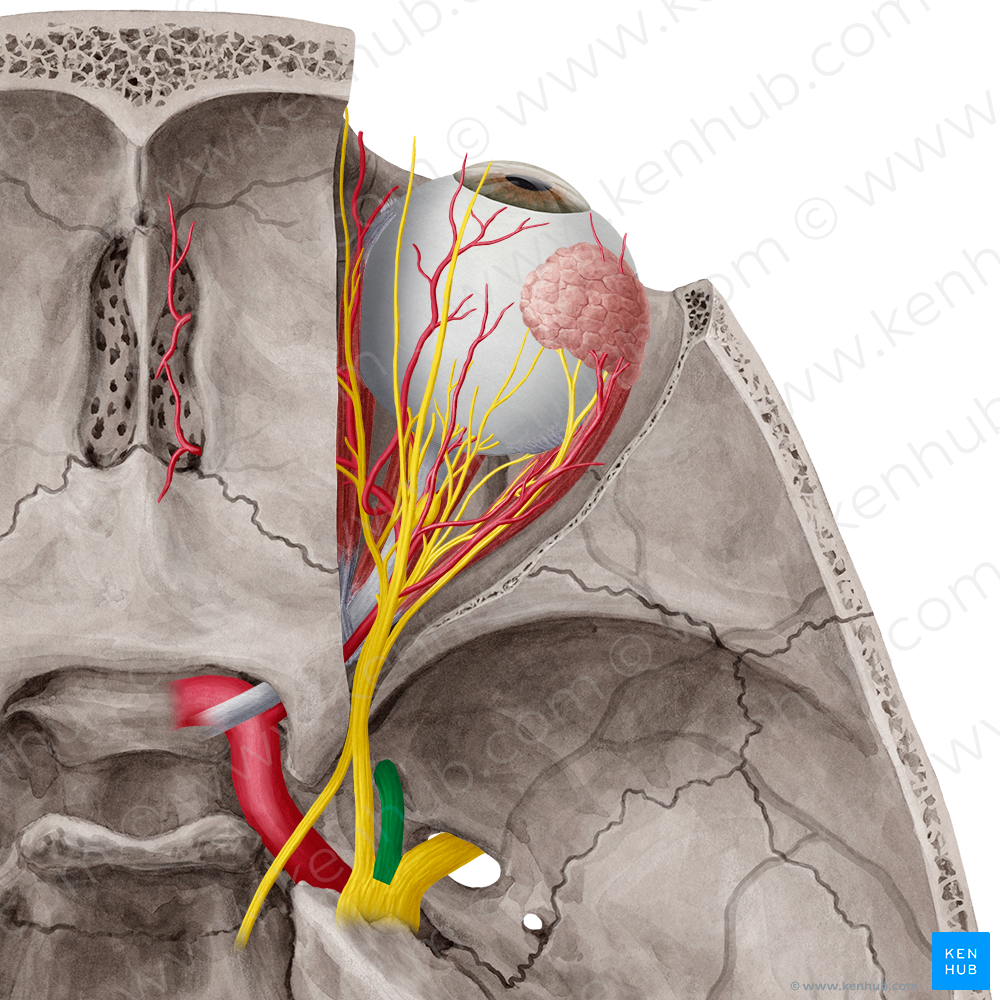 Maxillary nerve (#6553)