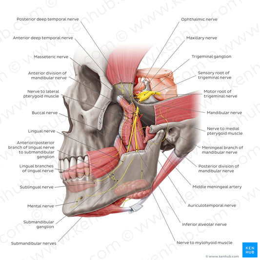 Mandibular nerve (English)