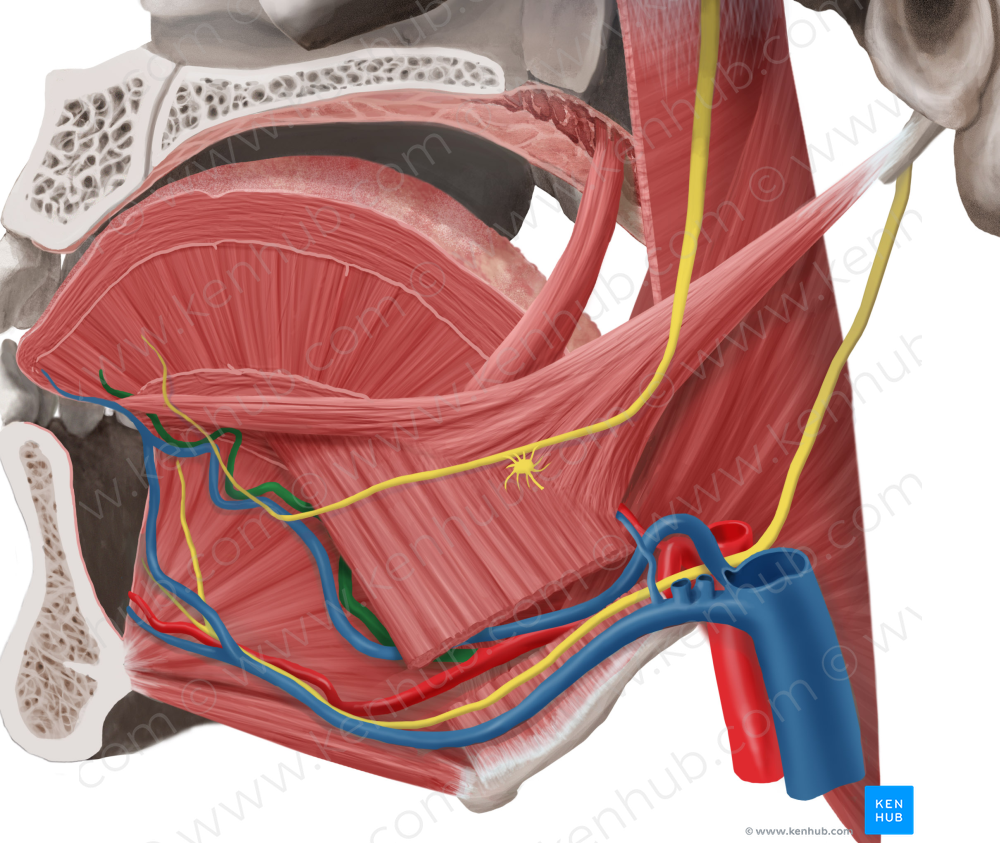 Deep lingual artery (#1659)