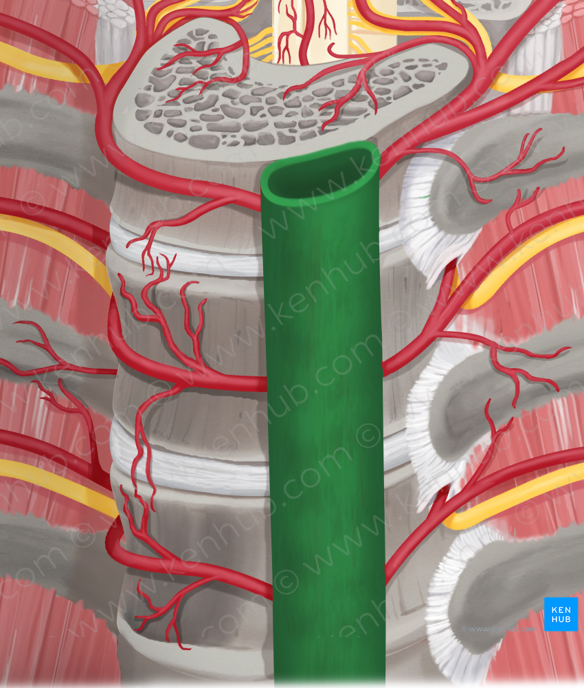 Descending thoracic aorta (#745)