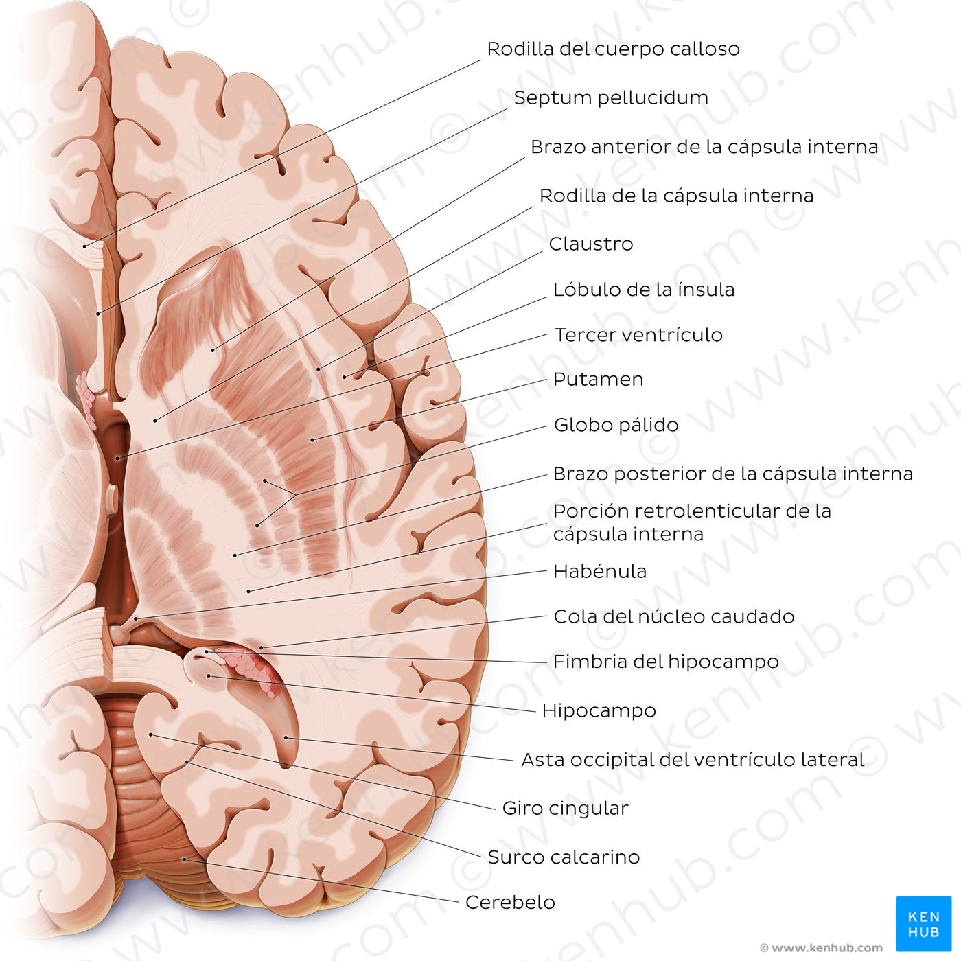 Horizontal section of the brain: Section B (Spanish)