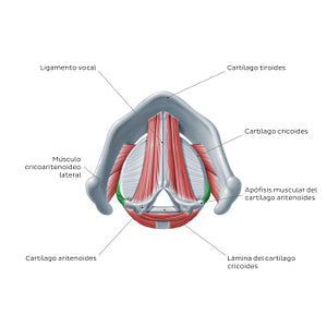 Larynx: action of lateral cricoarytenoid muscle (Spanish)