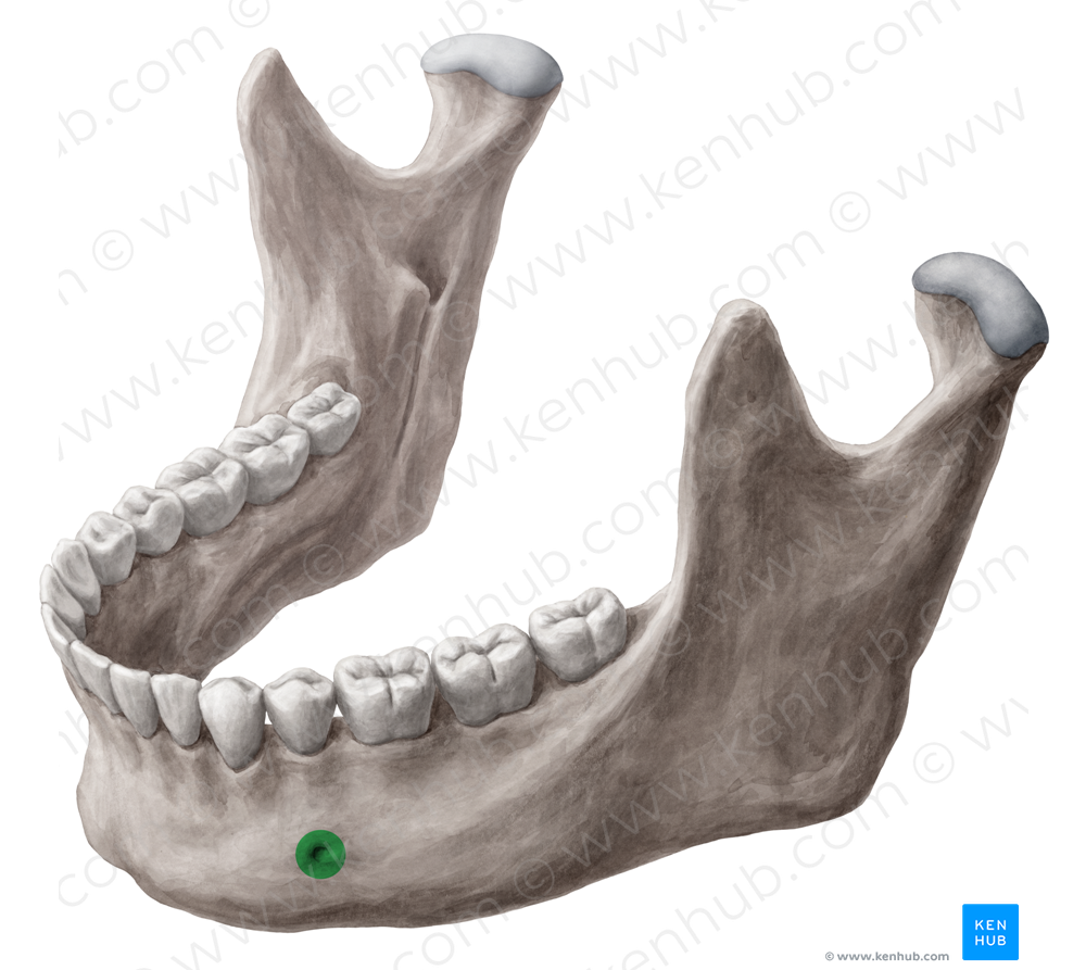 Mental foramen of mandible (#3774)
