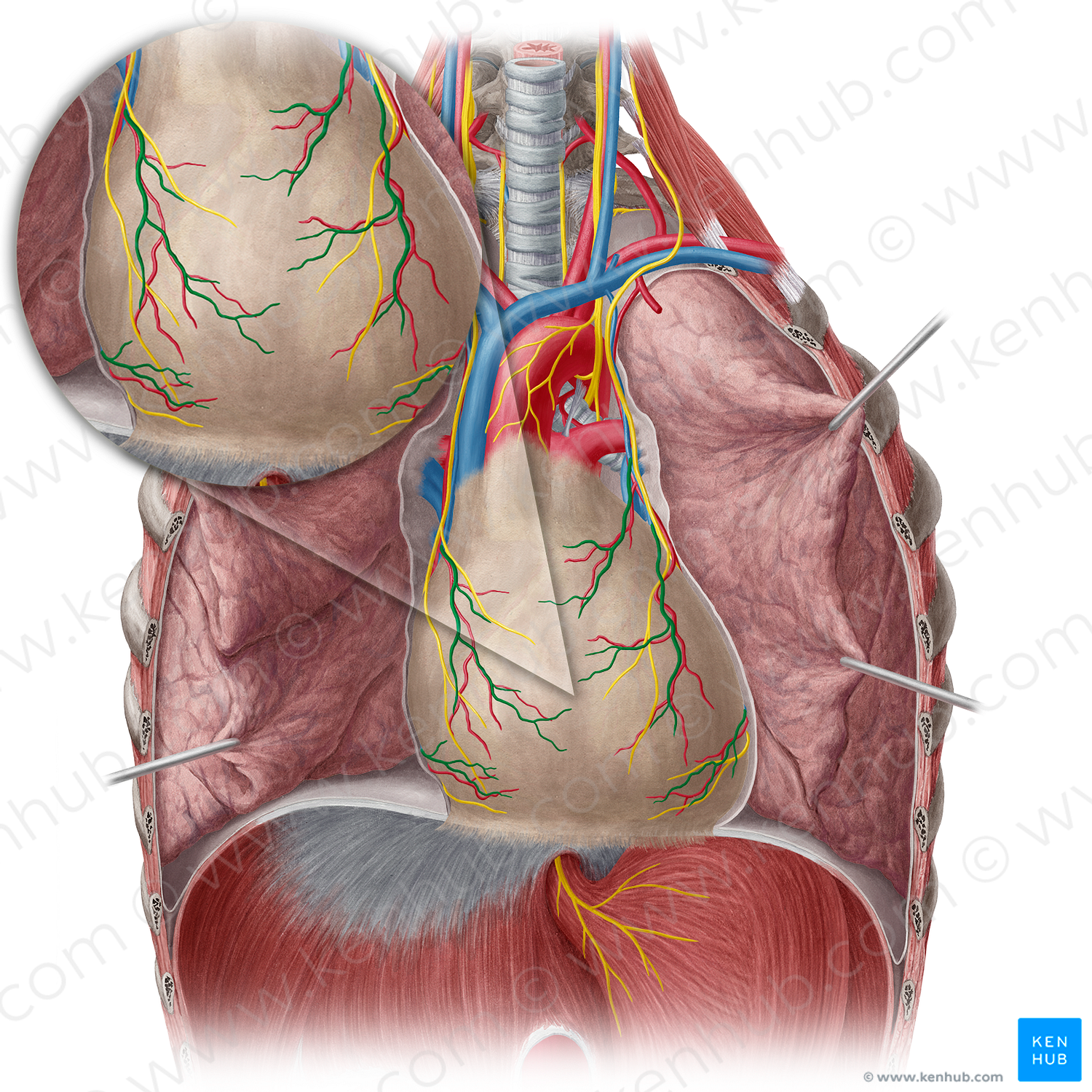 Pericardiacophrenic vein (#10464)