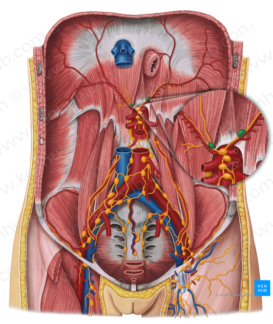Inferior diaphragmatic lymph nodes (#7085)
