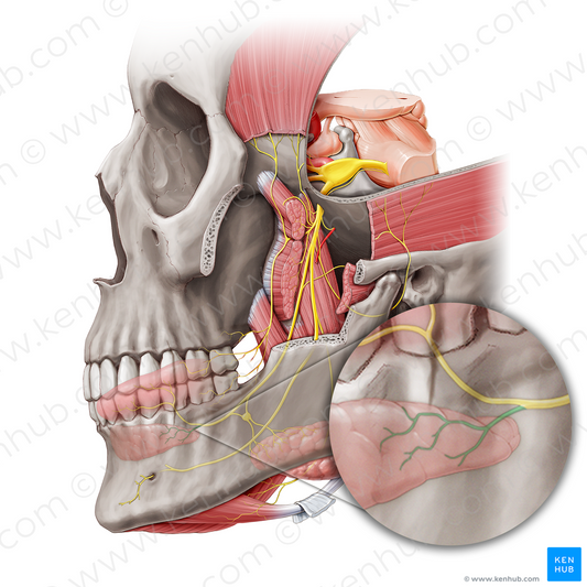 Sublingual nerve (#6778)