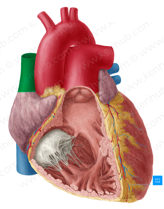 Superior vena cava (#10079)