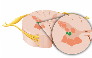 Intermediolateral nucleus (#12037)