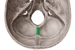 Internal occipital crest (#3123)