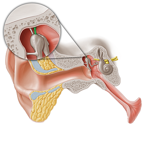 Superior ligament of malleus (#20273)