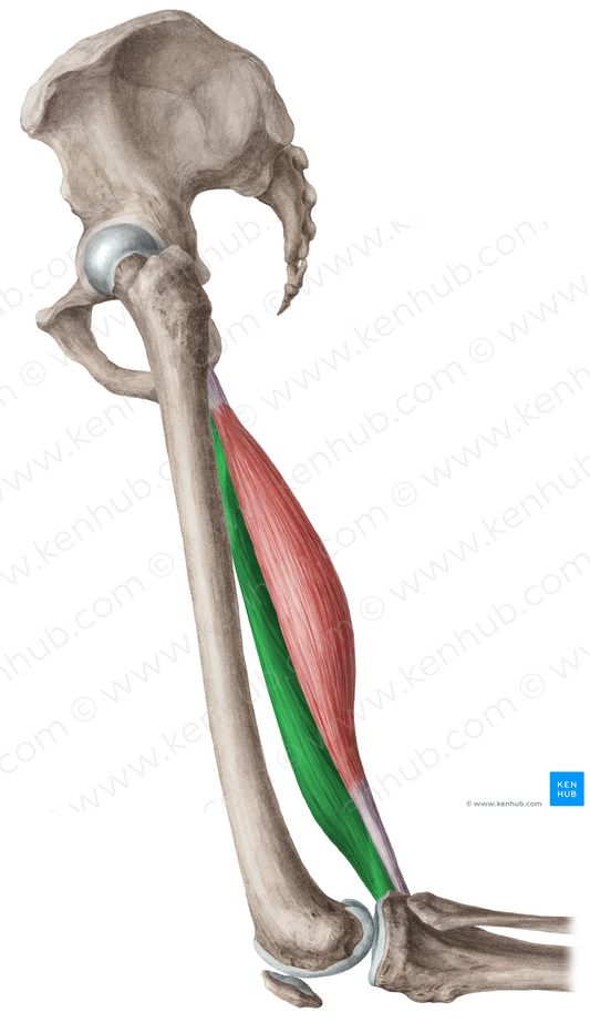 Semimembranosus muscle (#5918)
