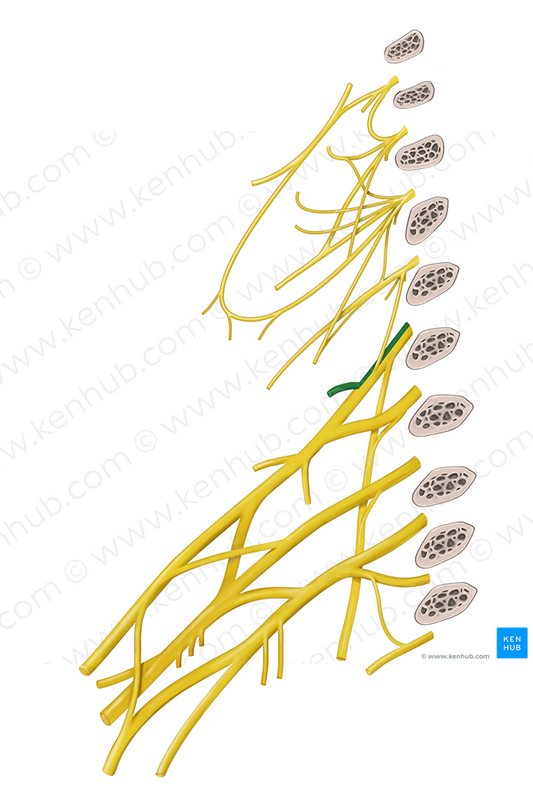 Dorsal scapular nerve (#6388)