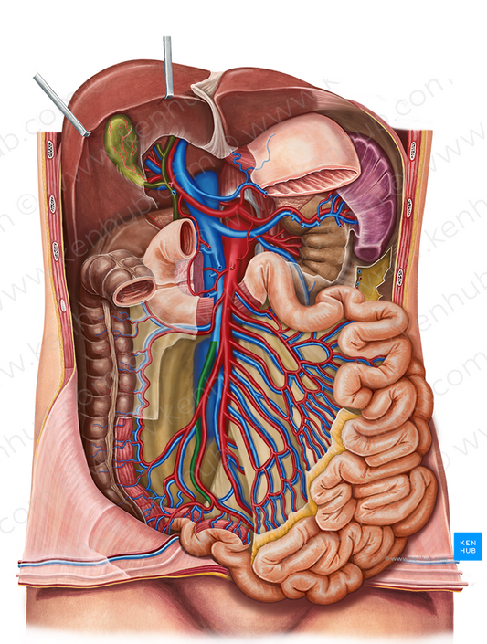 Ileocolic vein (#10276)