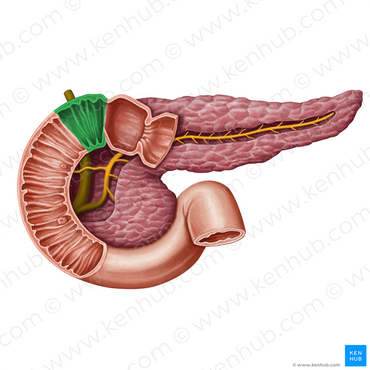 Superior duodenal flexure (#13949)