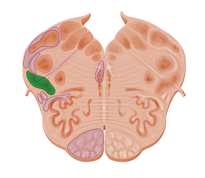 Lateral reticular nucleus (#10956)