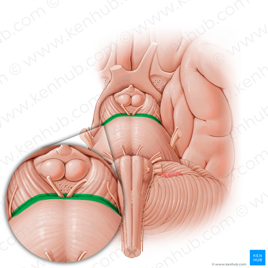 Pontomesencephalic sulcus (#21196)