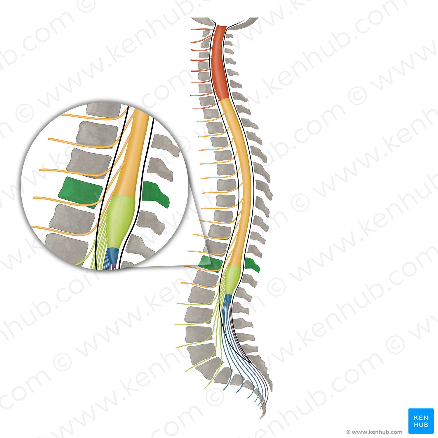 Vertebra T11 (#16436)